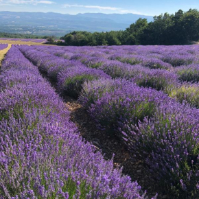 Grande propriété à louer en Provence Lavande et Merveilles